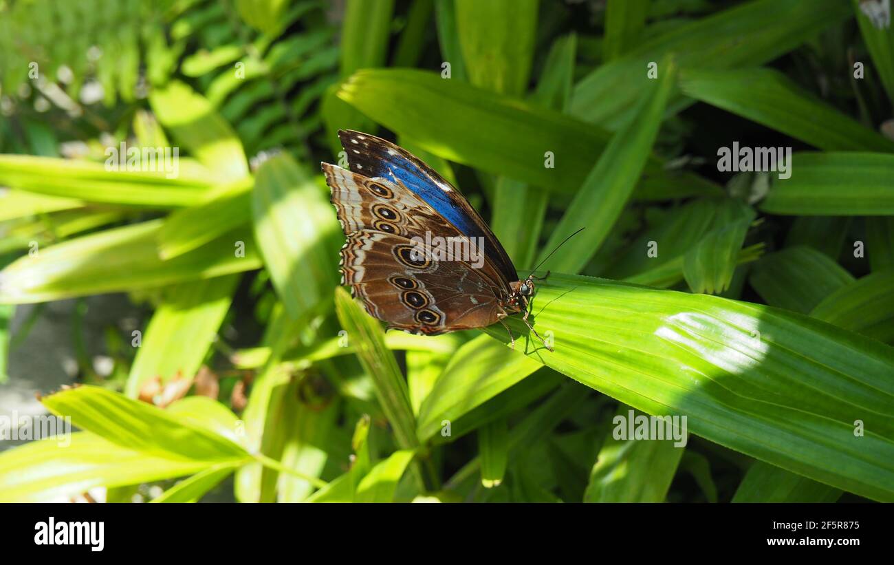 Kaiser Schmetterling steht auf Urlaub belichten ein wenig von der Leuchtend blaue Flügel Stockfoto
