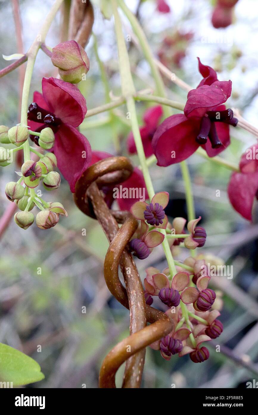 Akebia quinata Schokoladenrebe – duftende, lila, schalenförmige Blüten mit dicken Kelchblättern, März, England, Großbritannien Stockfoto