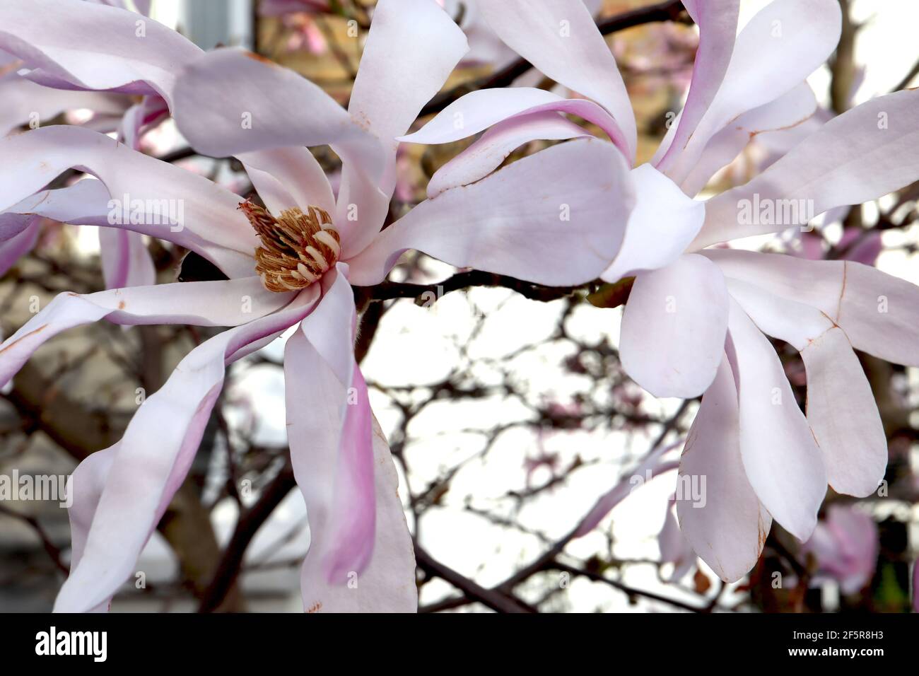 Magnolia stellata ‘Rosea’ Star Magnolia Rosea – lange weiße Blütenblätter mit rosa Blütenblättern, März, England, Großbritannien Stockfoto