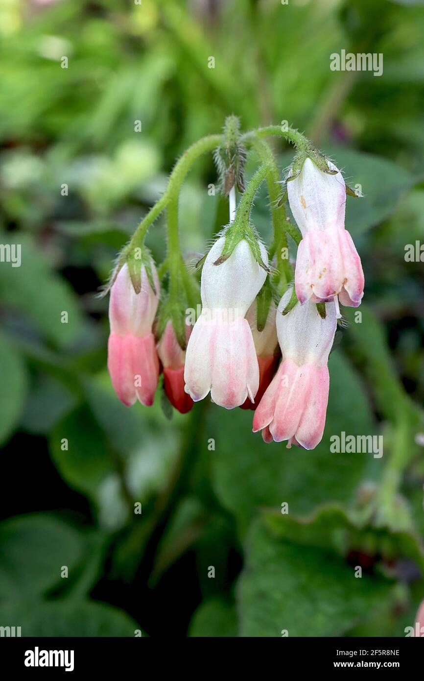 Symphytum ‘Hidcote Pink’ Comfrey Hidcote Pink - bogige Blütenstände aus rosa und weißen glockenförmigen Blüten, März, England, Großbritannien Stockfoto