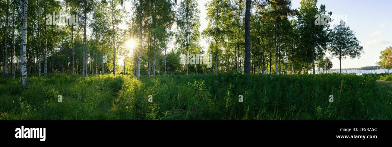 Landschaftliches Panorama der Morgensonne scheint durch Birkenwald auf schwedischer Landschaft, Sonne scheint, lange grüne Gras, See. Schweden, Umea Stockfoto