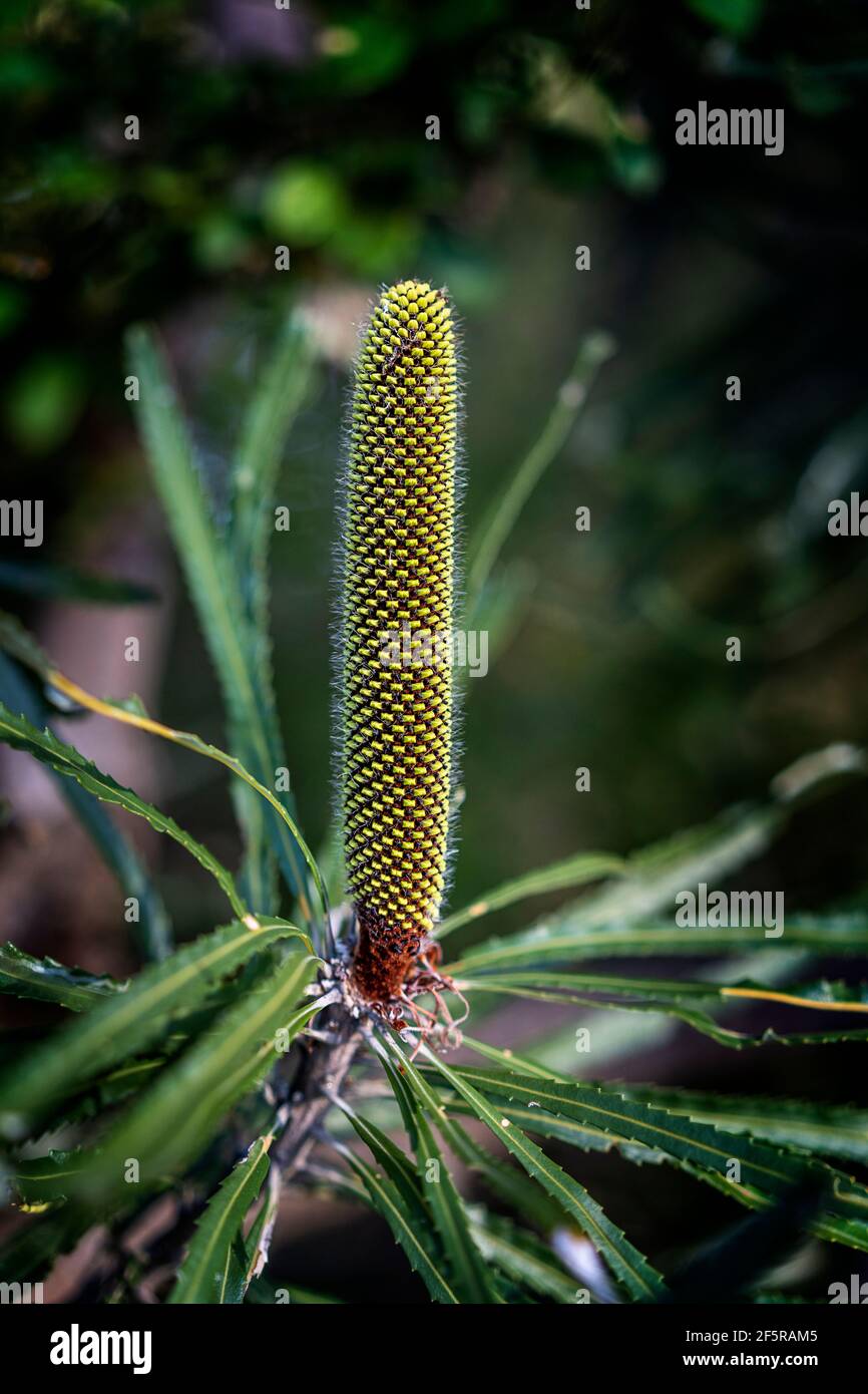 Candlestick banksia (Banksia attenuata), Blütenspitze mit Knospen. Westaustralien Stockfoto