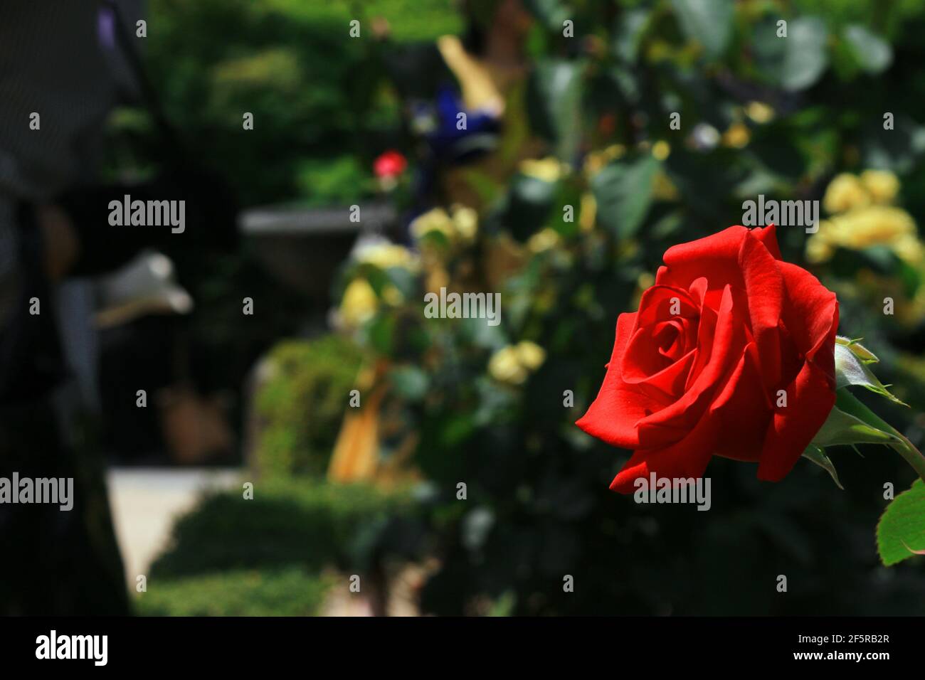 Wunderschöne Rosen blühen im Garten Stockfoto