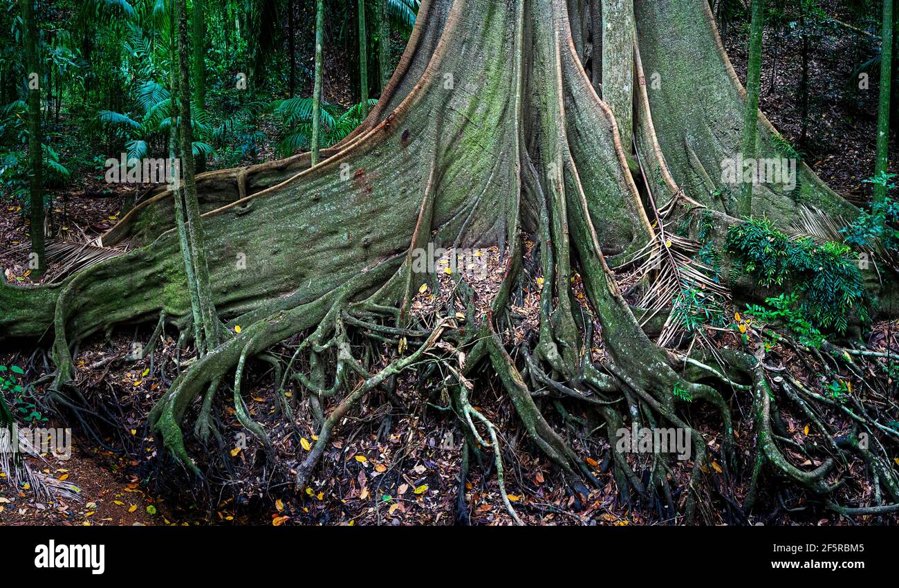 Buttress Baumwurzel, Wet Tropics Rainforest, Mission Beach North Queensland Australien Stockfoto