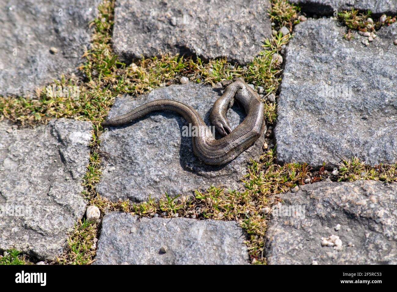 "Slow-worm", "Slowworm" und "blindworm" oder Anguis fragilis, Licranço, Cobra-de-vidro gründete tot. Gefunden in Westeuropa, Nordeuropa. Stockfoto