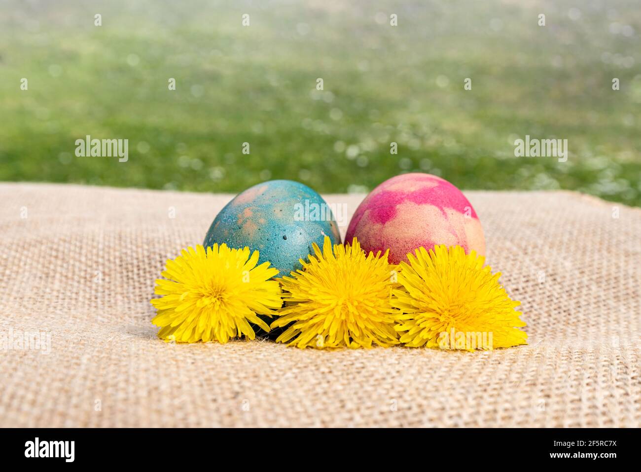 Naturfarbene Eier mit Löwenzahn auf Jute-Stoff. Ein Garten mit einer Wiese voller Gänseblümchen im Hintergrund. Stockfoto