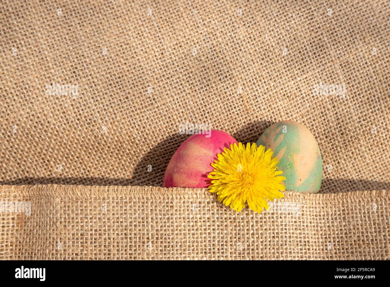 Zarte Frühlingsfarben. Fuchsia und hellblaue Eier mit einem gelben Löwenzahn, teilweise in Jute gewickelt. Stockfoto
