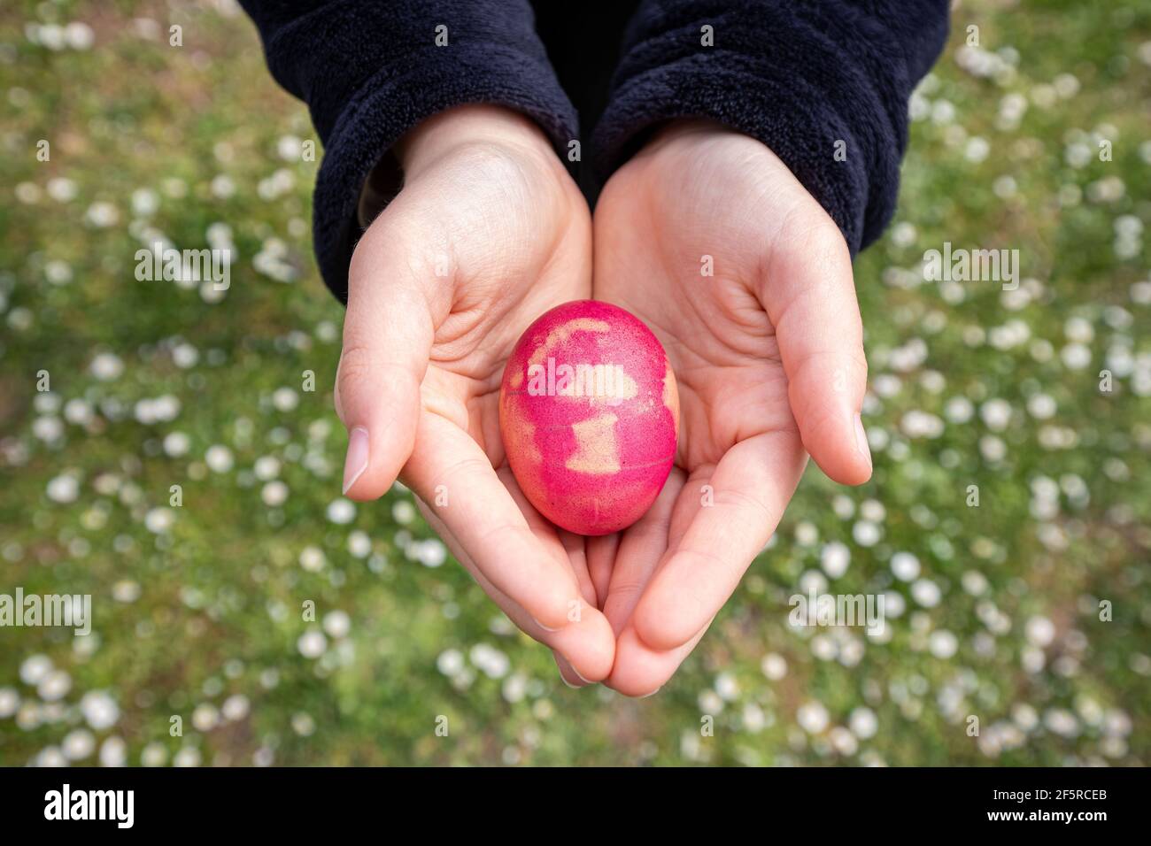 Ostern und Geschenkkonzept. Weibliche Hände mit einem fuchsiafarbenen Ei mit einem Feld von Gänseblümchen im Hintergrund. Stockfoto