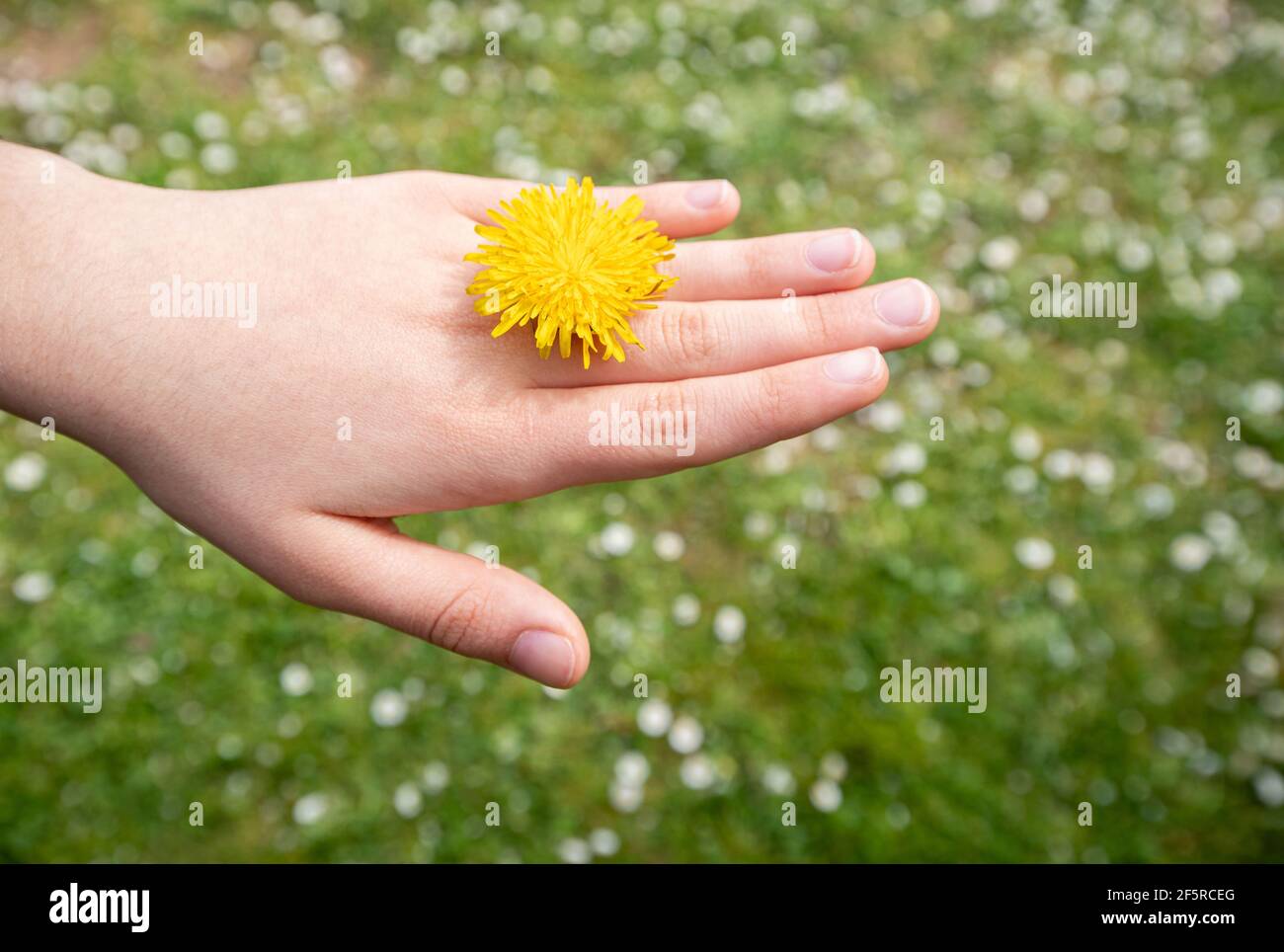 Weibliche Hand mit Löwenzahn wie ein kostbarer Ring. Ein Feld von Gänseblümchen auf dem Hintergrund. Frühjahrskonzept. Stockfoto