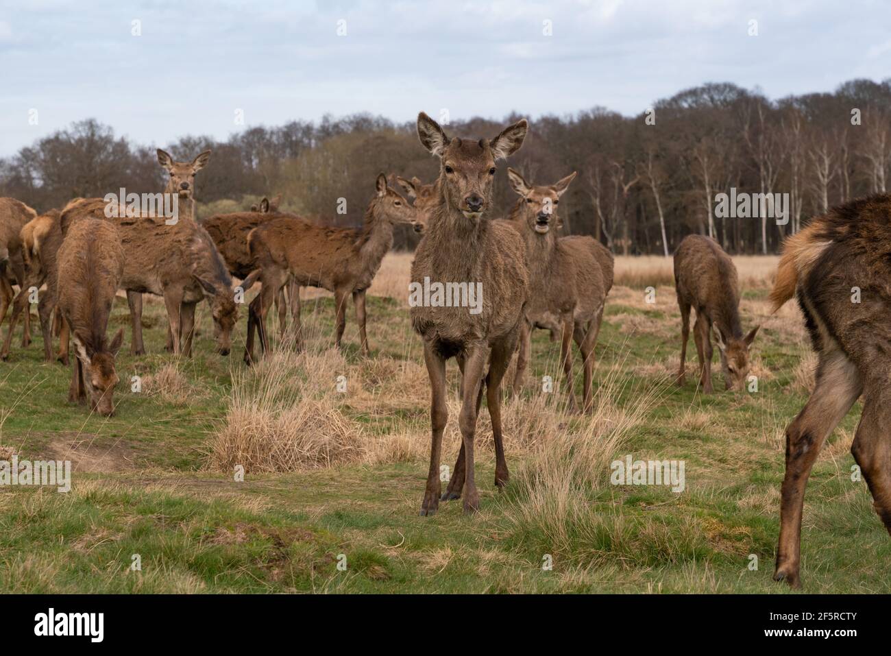 Der Richmond Park, im Londoner Stadtteil Richmond upon Thames, wurde von Charles I. im 17th. Jahrhundert als Hirschpark angelegt Stockfoto