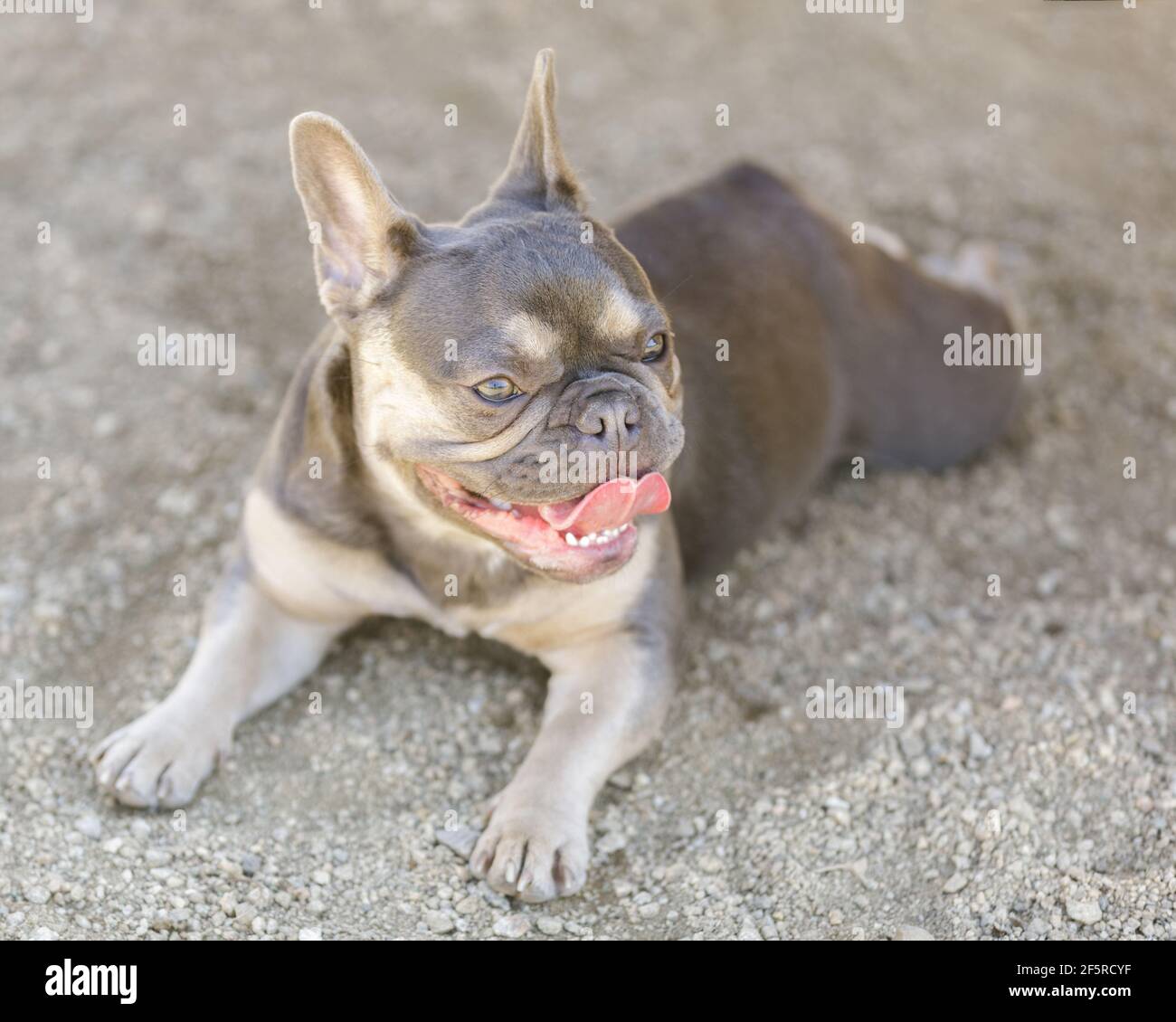 Pet Gravel Stockfotos Und Bilder Kaufen Seite 3 Alamy