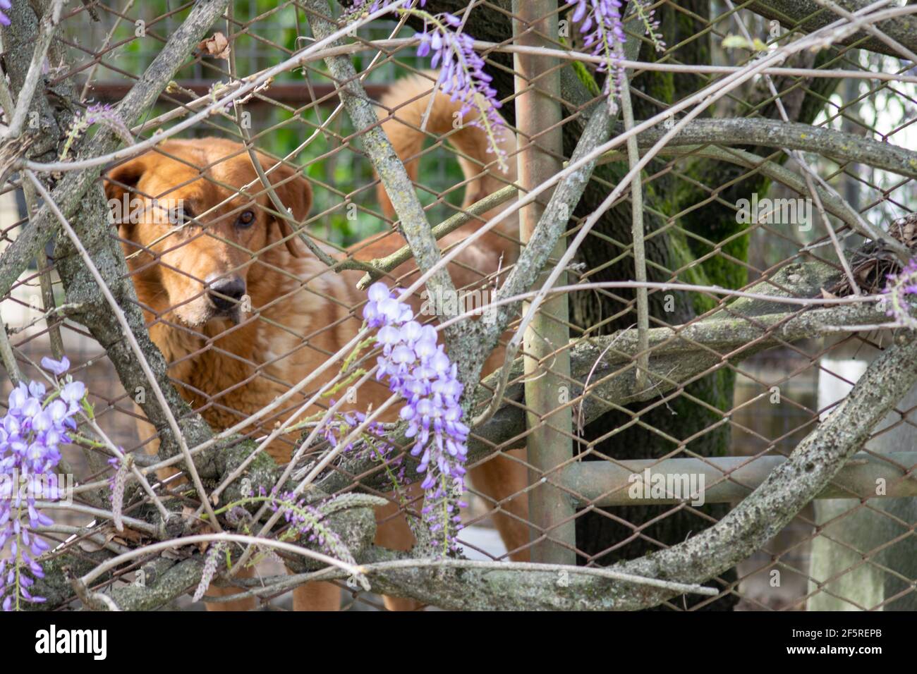 Trauriger brauner Hund in einem Käfig eingeschlossen, umgeben von Wisteria-Blumen. PET-Portraits Stockfoto