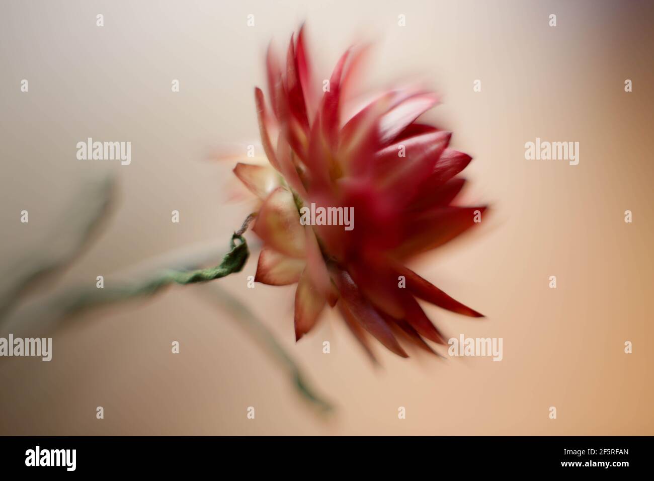 Makro-Nahaufnahme einer Strohblume Stockfoto
