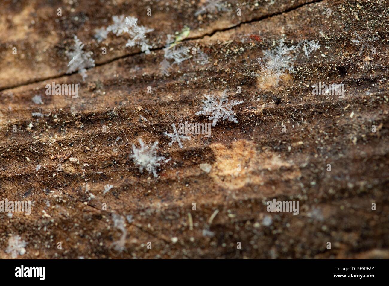 Nahaufnahme Makro-Foto von Schneeflocken auf einem Log Stockfoto