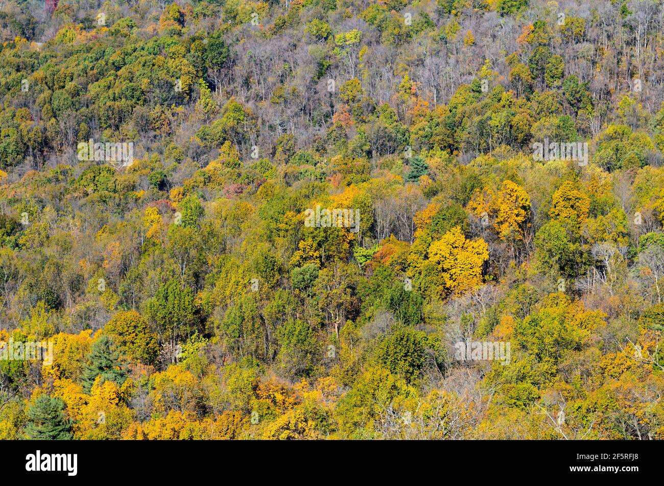 Ein Blick auf die Herbstbäume im Shenandoah National Park, mit Rot-, Gold-, Gelb- und Grüntönen. Stockfoto
