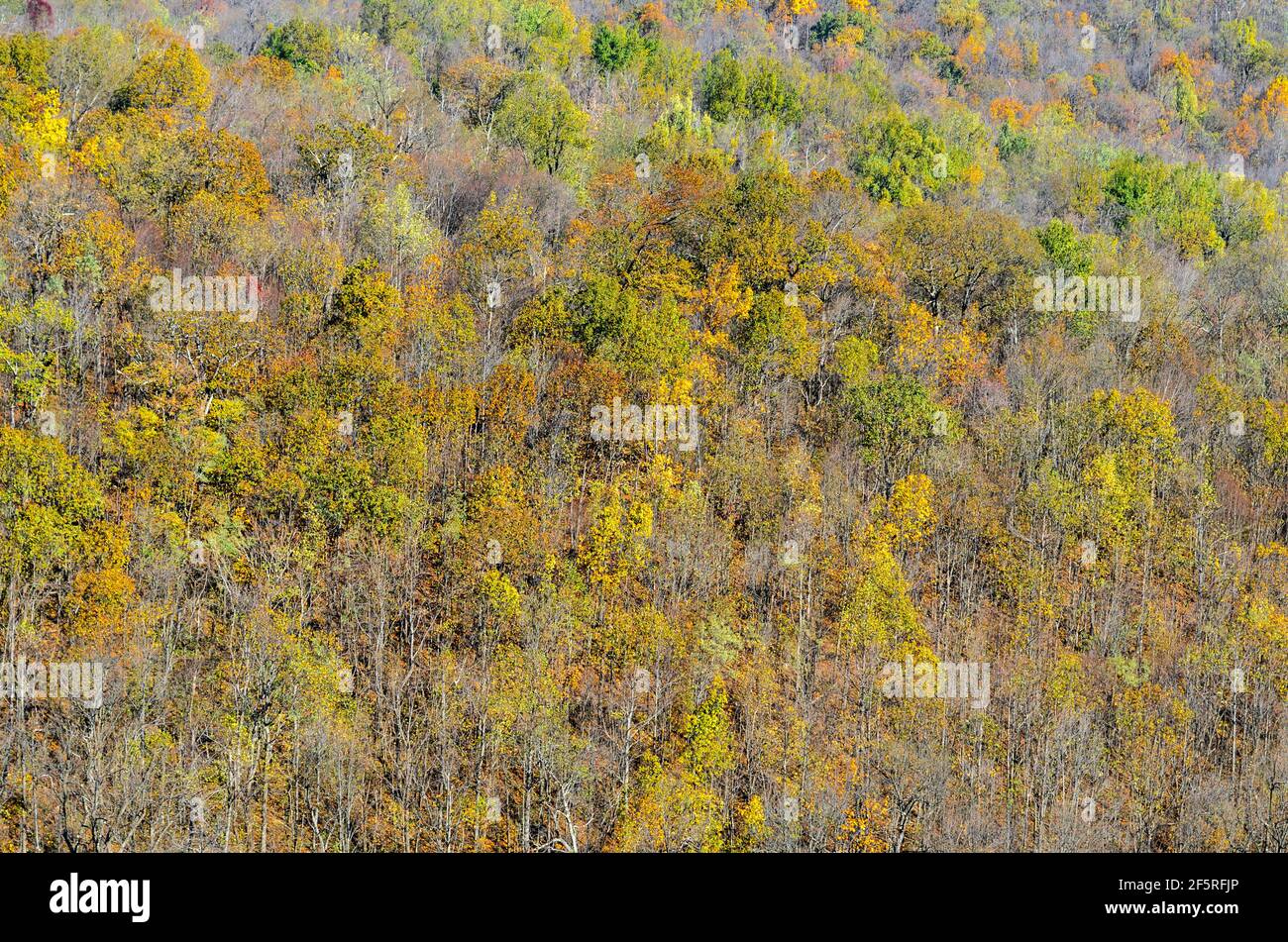 Ein Blick auf die Herbstbäume im Shenandoah National Park, mit Rot-, Gold-, Gelb- und Grüntönen. Stockfoto