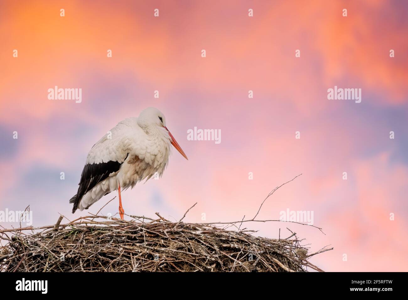 Ein Storch steht in seinem Nest auf einem Bein, dramatischer roter und blauer Himmel im Hintergrund. Copy-Space Stockfoto