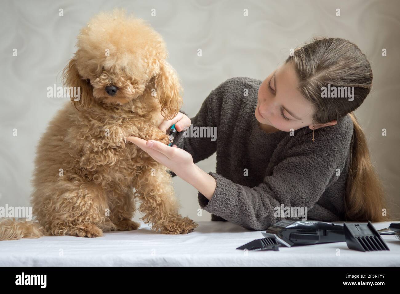 Das Mädchen schneidet die Krallen ihres Hundes. Roter Pudel auf einer Maniküre. Stockfoto