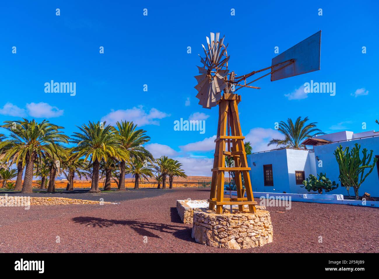 Palmengarten im Museum von Majorero Käse auf Fuerteventura, Kanarische Inseln, Spanien. Stockfoto