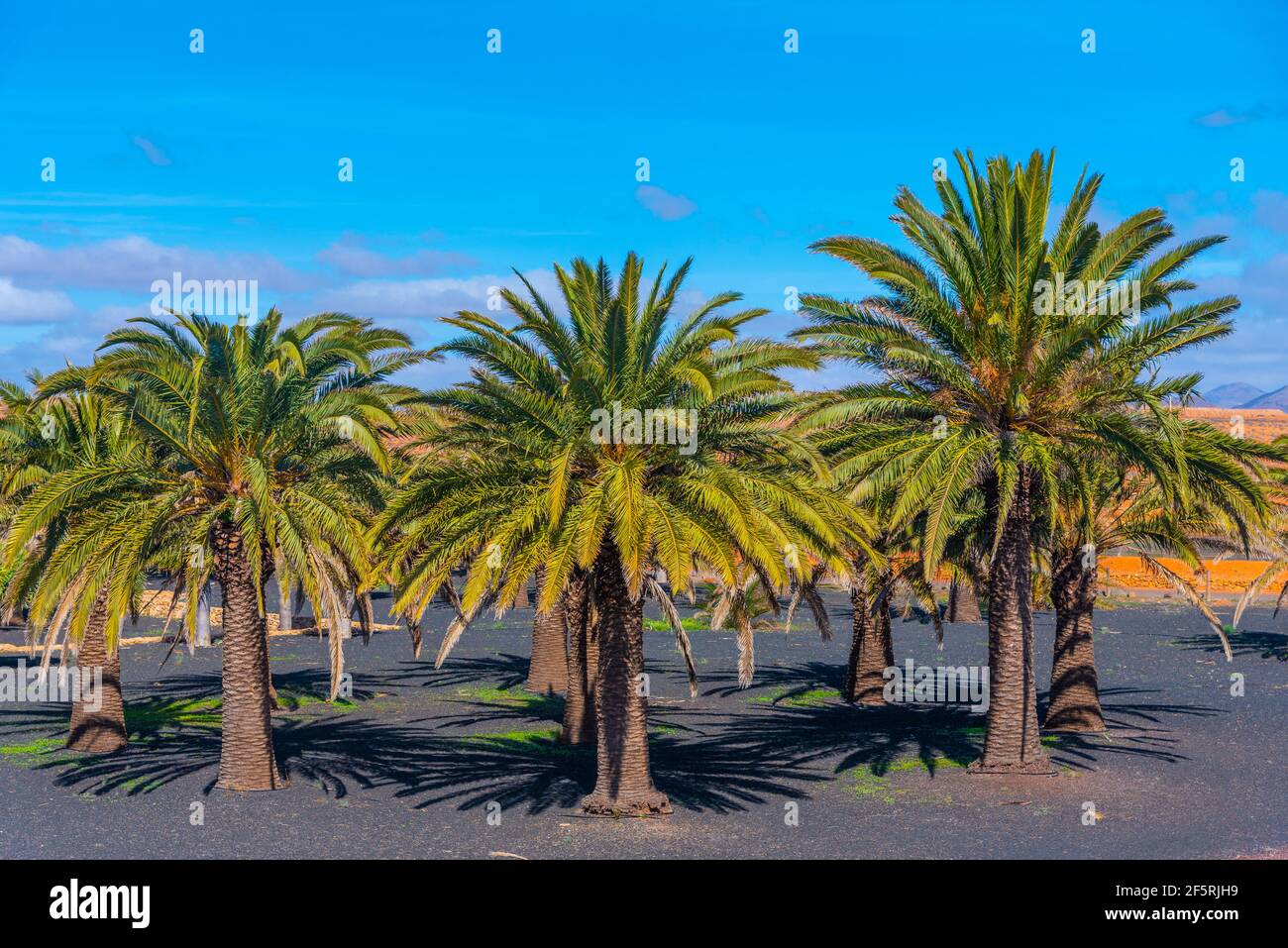 Palmengarten im Museum von Majorero Käse auf Fuerteventura, Kanarische Inseln, Spanien. Stockfoto