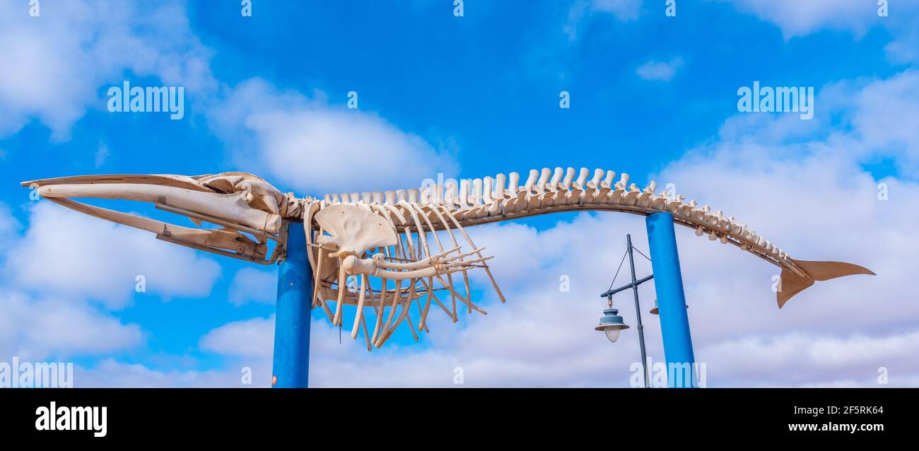 Walskelett ausgestellt auf Fuerteventura, Kanarische Inseln, Spanien. Stockfoto