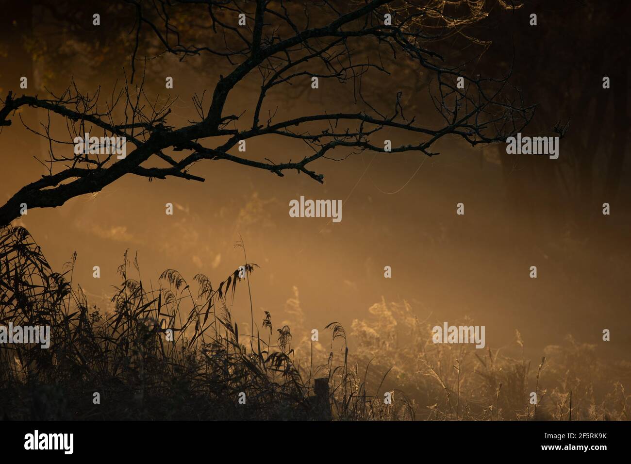 Morgenstimmung an der Birk Stockfoto