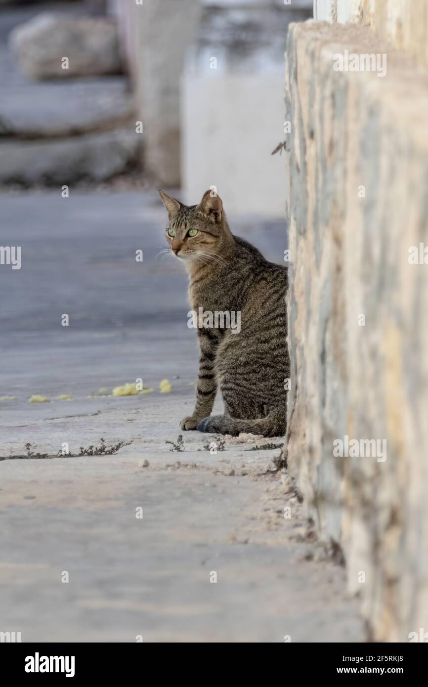 Tabby Katze ruht auf der Straße in einem kleinen Mexikaner Stadt kurz vor Sonnenuntergang an einem heißen Tag - hell Grau-beigefarbene Straße und Wand umgeben die Katze Stockfoto