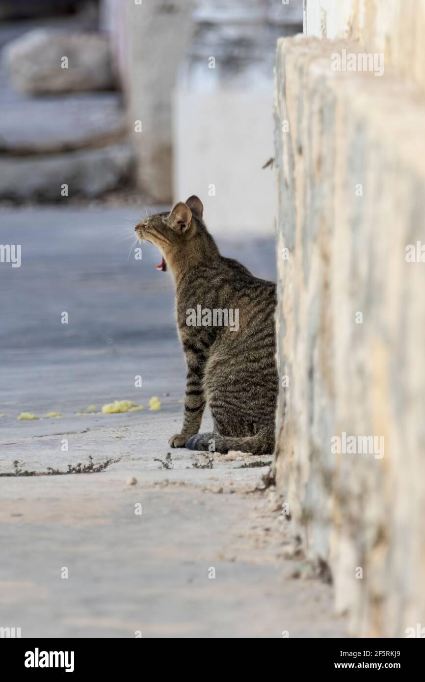 Gähnende Tabby Katze auf der Straße in einem kleinen ruhen Mexikanische Stadt Stockfoto