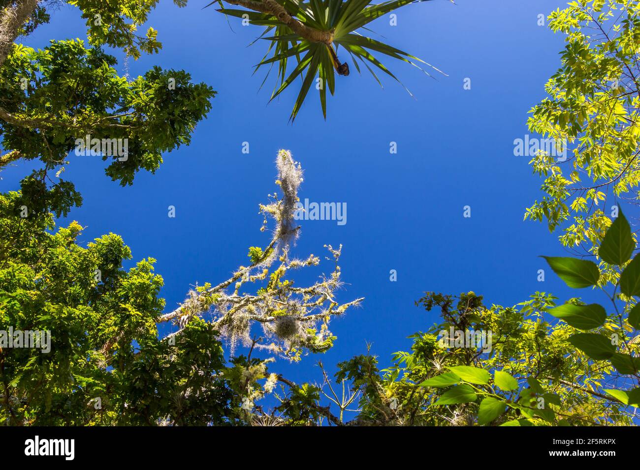 Ein niedriger Winkel Blick auf üppige grüne Bäume umrahmt die Aufgenommen auf dem blauen Himmel Hintergrund mit einem Kopierbereich Stockfoto