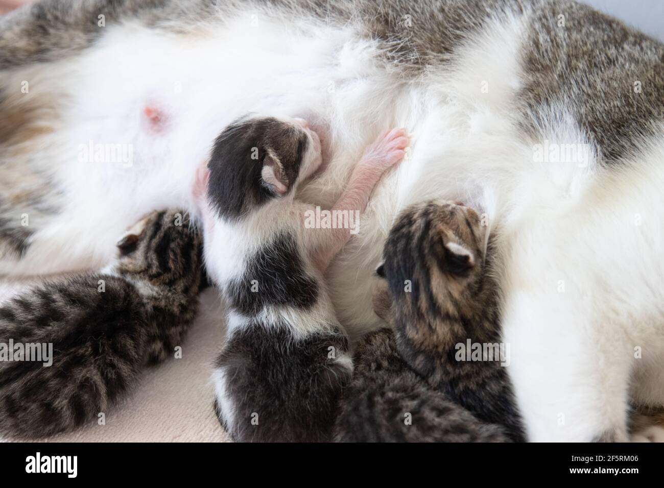 Neugeborene Jungtiere stillen. Mutter ist eine Straßenkatze, die in einem freundlichen Ferienhaus Schutz genommen hat, um zu gebären. Stockfoto