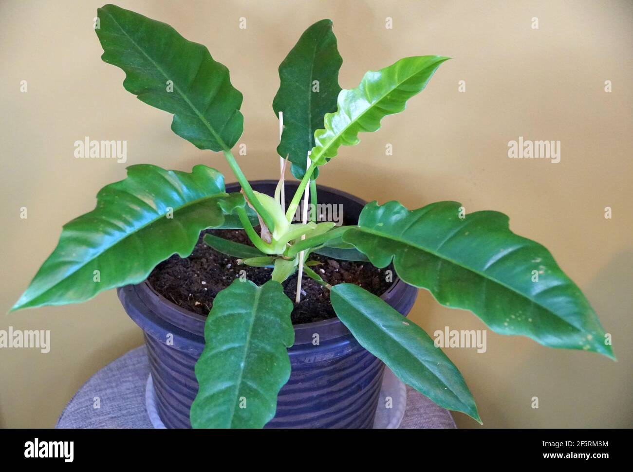 Eine mittelgroße Pflanze von Philodendron Narrow Tiger's Tooth im Inneren Ein Topf Stockfoto