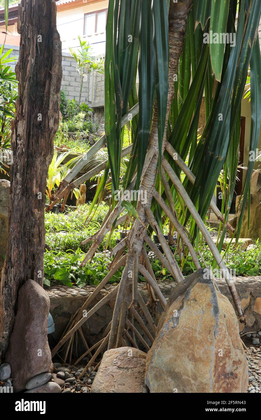 Klumpen und Luftwurzeln von Seashore Screwpine Pandanus Odorifer wachsen im tropischen Ziergarten. Stockfoto