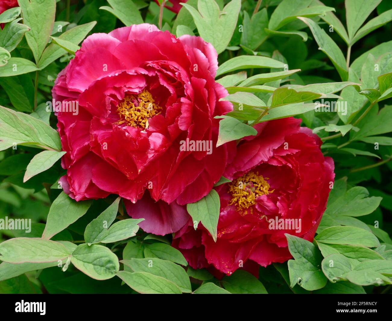 Zwei flauschige dunkelrosa Pfingstrosen aus einem Pfingstrosen-Baum in Ein Garten Stockfoto