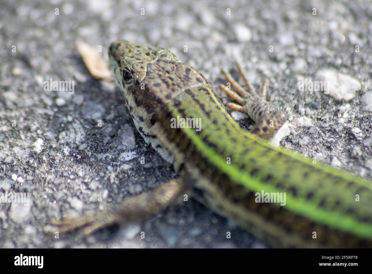 Europäische Eidechse mit grünen Hautfarben, die sich an der Sonne erwärmen Stockfoto