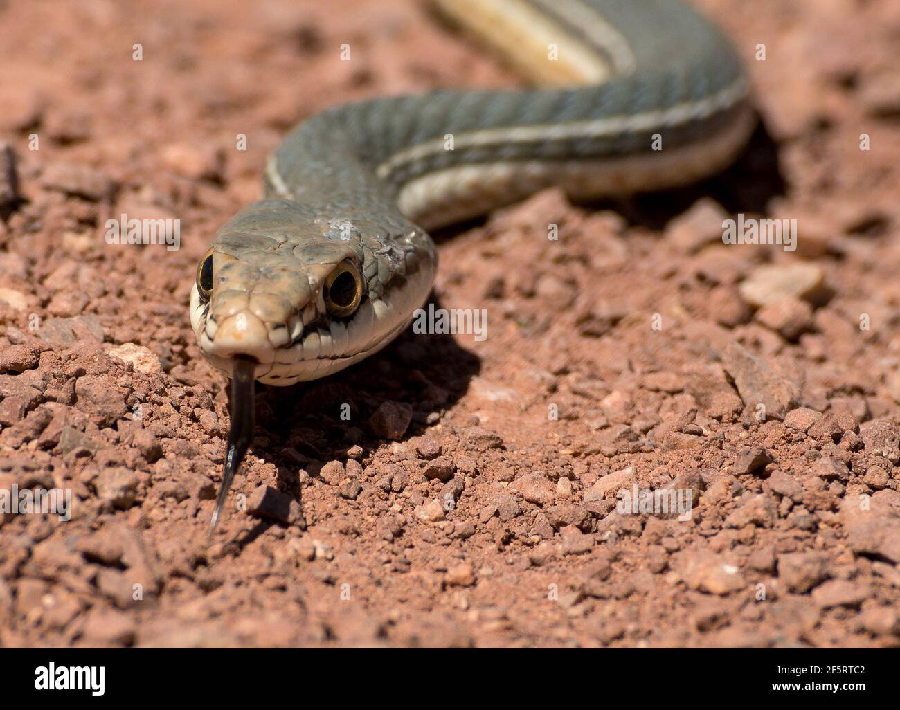 Sonoran whipsnake, Gardner Canyon, Santa Rita Mountains, Coronado National Forest, Sonoita, Arizona, USA. Stockfoto