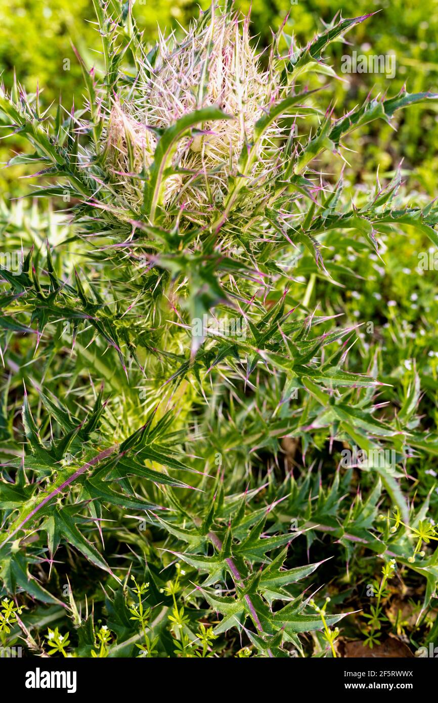Eine Gattung von mehrjährigen und zweijährigen blühenden Pflanzen in den Asteraceae, eine von mehreren Gattungen, die allgemein als Disteln bekannt Stockfoto