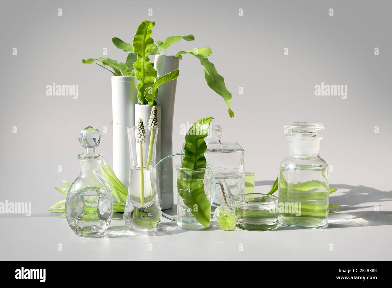 Natürliches grünes Labor. Abstraktes Blumenarrangement auf hellviolettem Hintergrund. Exotische grüne Blätter in transparenten Glasflaschen, Fläschchen, Petrischalen Stockfoto