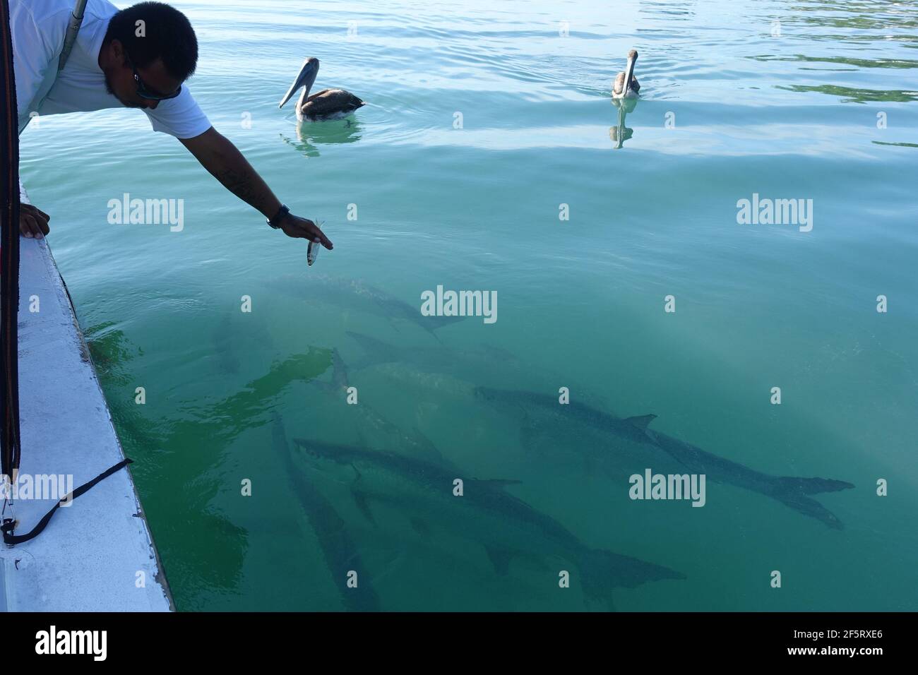 Belize Caye Caulker Island - Fischfütterung mit Atlantischen Planen - Silber König - Megalops atlanticus Stockfoto
