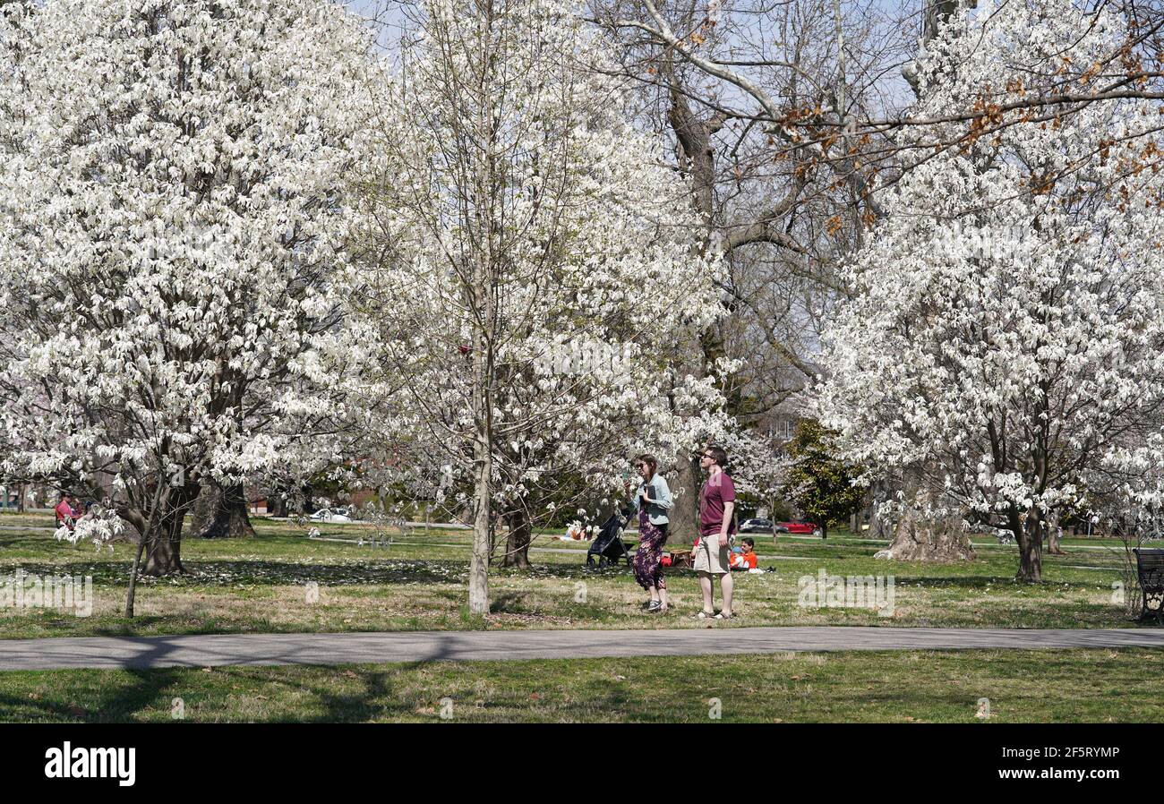 Besucher erhalten einen genaueren Blick auf White Double Mock Orange Bäume im Tower Grove Park, wie die Temperaturen erreichen 81 Grad in St. Louis am Samstag, 27. März 2021. Foto von Bill Greenblatt/UPI Kredit: UPI/Alamy Live News Stockfoto