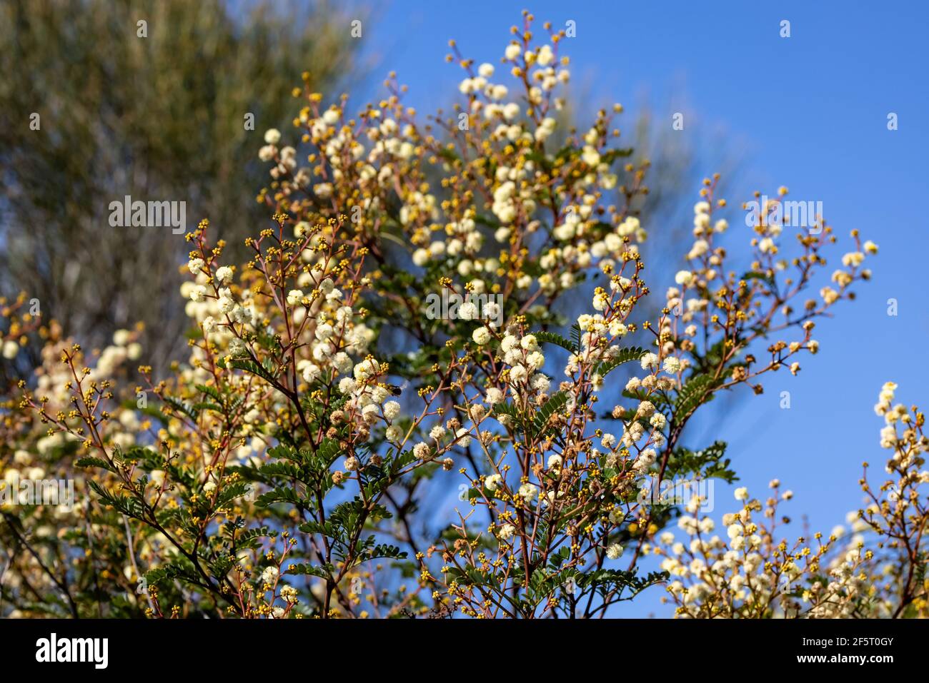Sonnenschein Wattle Tree in Blume Stockfoto