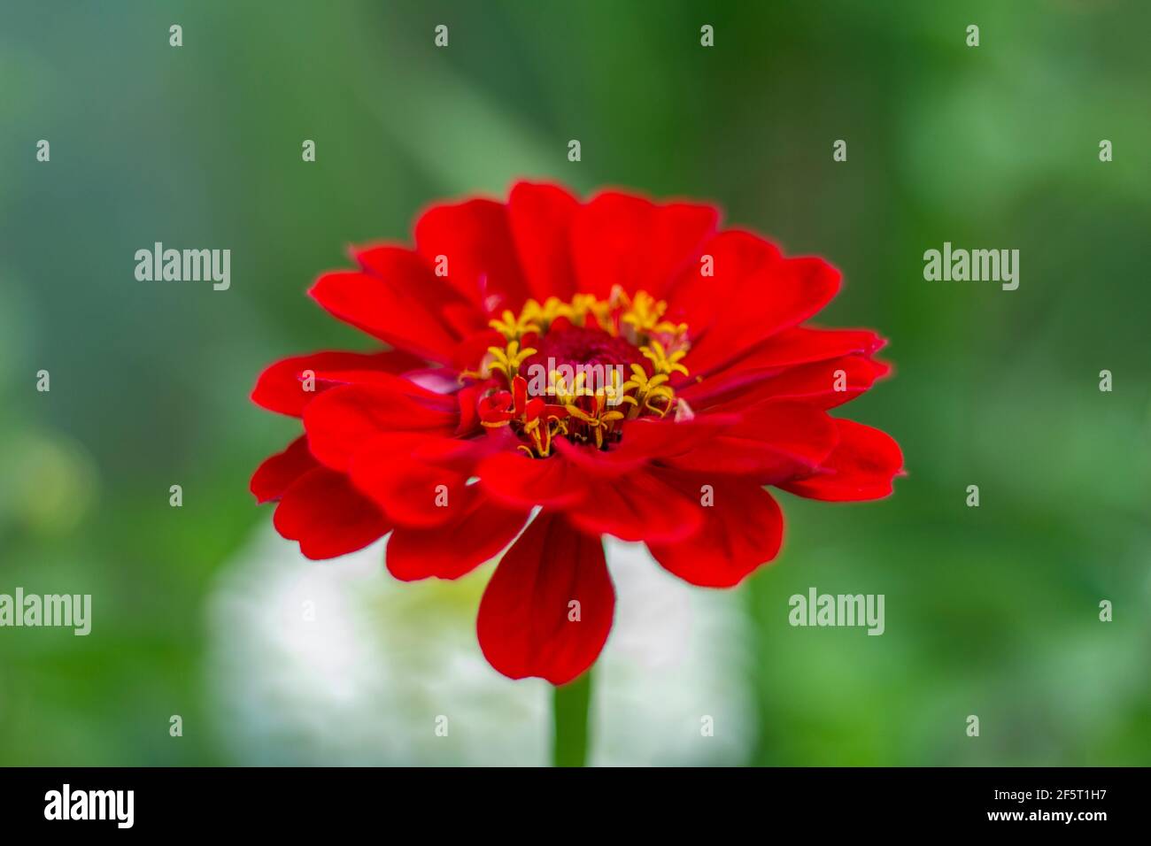 Schöne leuchtend rote Zinnia wächst im Garten.die Blütezeit Stockfoto