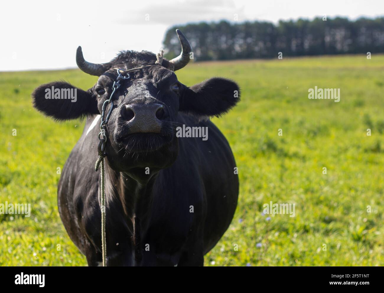 Eine Dorf schwarze Kuh auf einer Leine grast in einer Wiese. Züchten von Kühen in ländlichen Gebieten Stockfoto