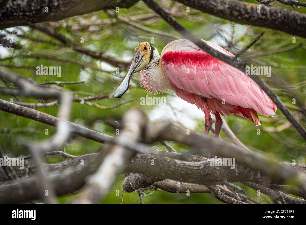 Roseatspoonbill auf einem Baumglied in einer gemischten Kolonie watenden Vögel in St. Augustine, Florida thront. (USA) Stockfoto