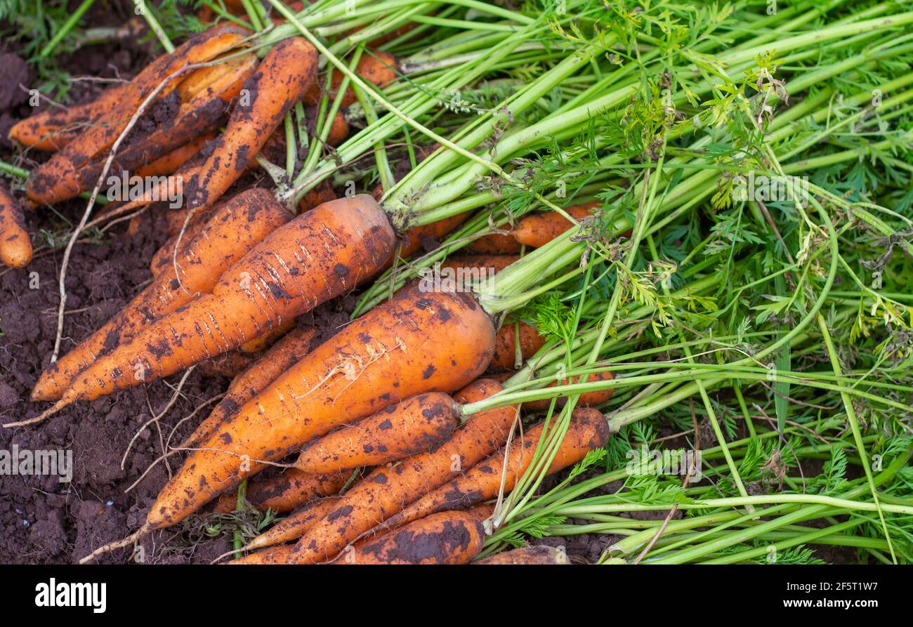 Frisch gegrabene Karotten mit den Spitzen auf dem Boden. Große saftige ungewaschene Karotten in einem Feld auf dem Boden Nahaufnahme. Stockfoto