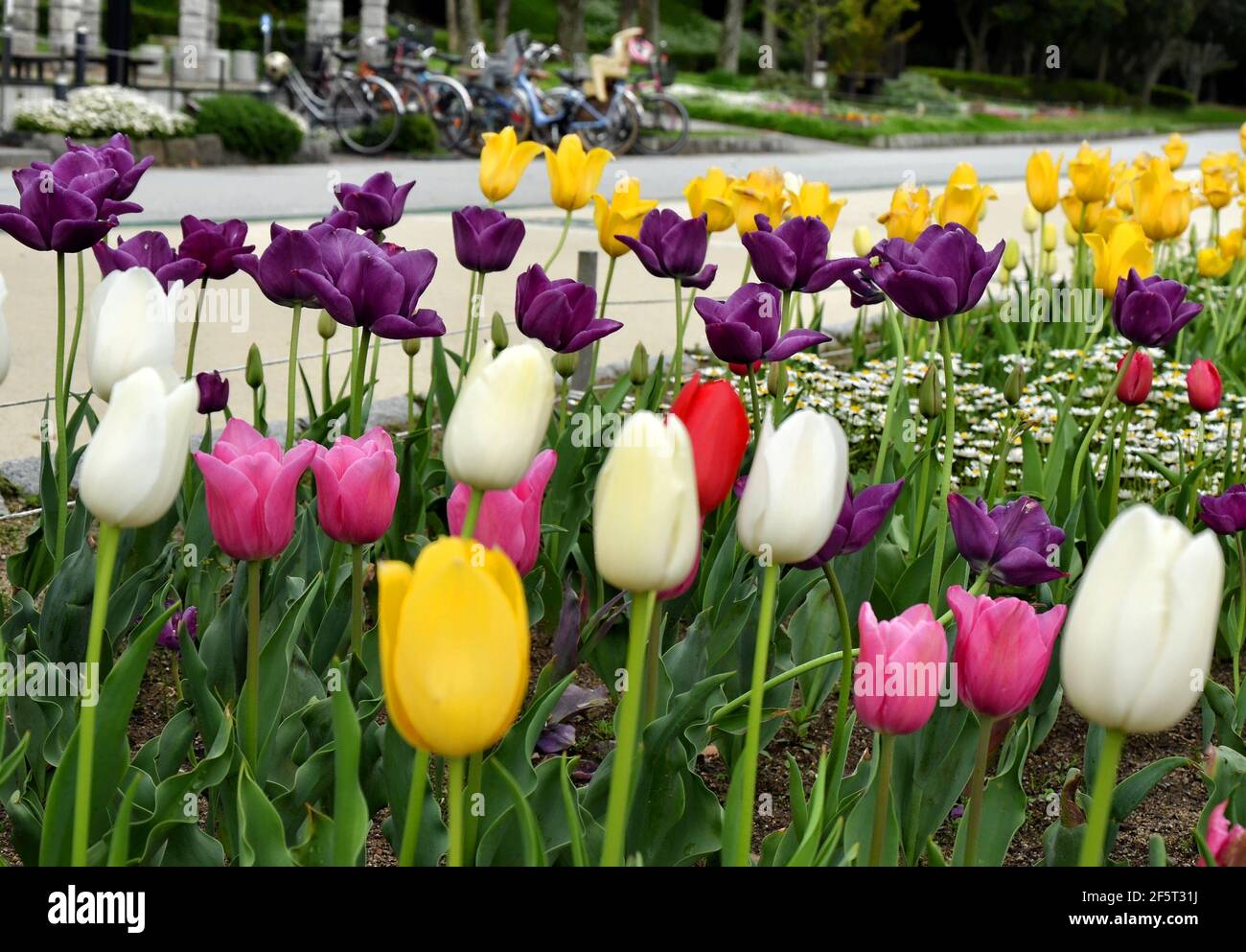 Tulpen (Tulipa) bilden eine Gattung von frühlingsblühenden Stauden krautig bulbiferous Geophyten (mit Glühbirnen als Speicherorgane) Stockfoto