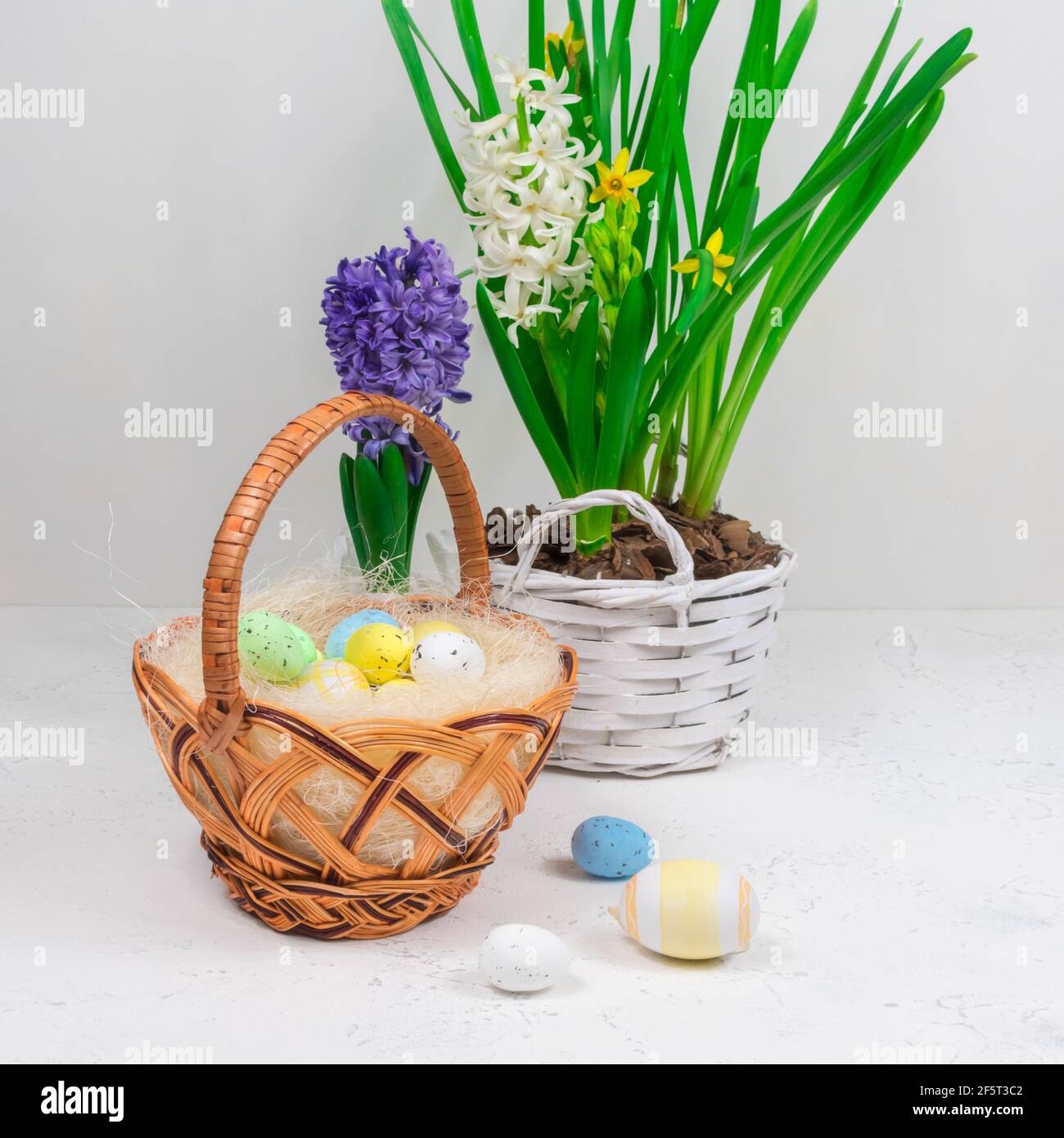 Osterfeiertagskonzept. Weidenkorb mit Wachteleiern auf einem Hintergrund aus gelben Narzissen und blauen Hyazinthen auf einem weißen Tisch. Stockfoto