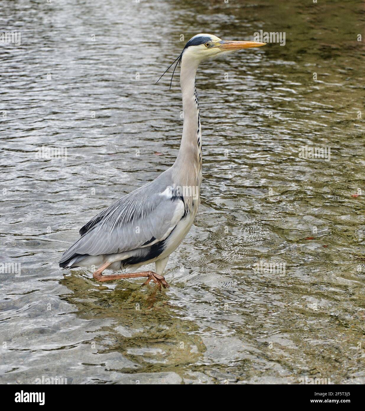 Der Graureiher (Ardea cinerea) ist ein langbeiniger räuberischer Watvogel der Familie der Reiher, Ardeidae Stockfoto