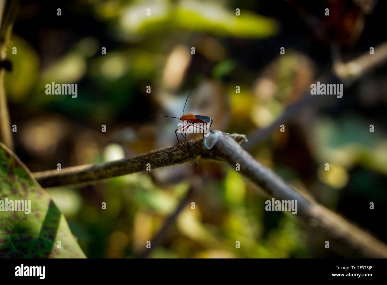 Dies ist ein Foto von Red Cotton Stainer, auch bekannt als Dysdercus Cingulatus. Ein Makro-fokussiertes Bild, das in Farmen in Maharashtra, Indien, aufgenommen wurde. Stockfoto