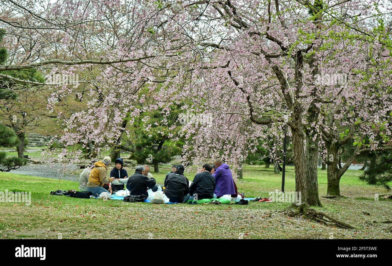 Hanami bedeutet „Blumenbeobachtung“ und kann nur ein Spaziergang im Park sein, aber traditionell findet auch eine Picknick-Party unter den blühenden Bäumen statt. Japan Stockfoto
