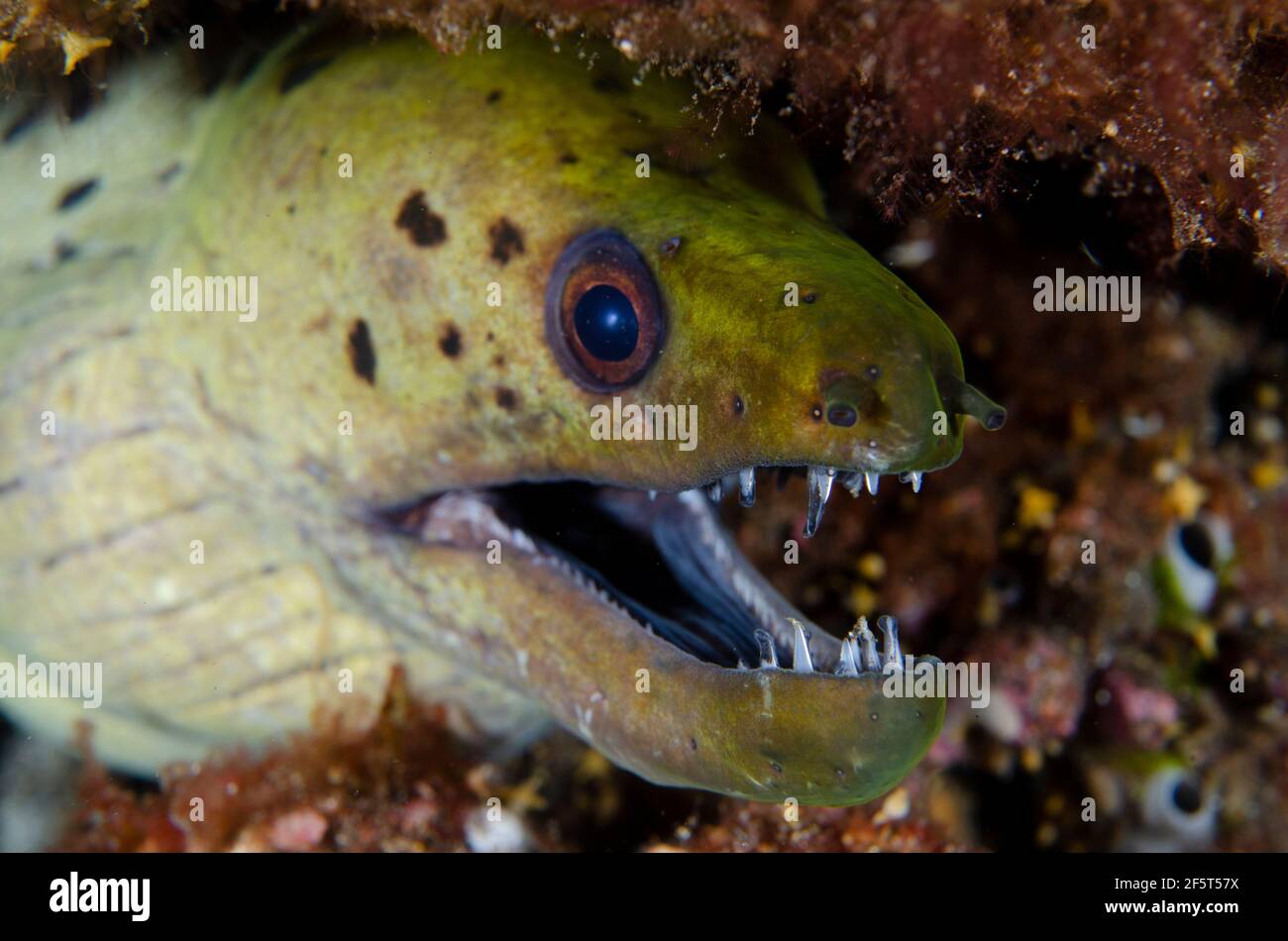 Fimbriated Moray Eel zeigt Zähne, Gymnothorax fimbriatus, SEDAM Tauchplatz, Seraya, Kubu Bezirk, Karangasem, Bali, Indonesien, Indischer Ozean Stockfoto